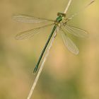 Gemeine Weidenjungfer – Lestes viridis