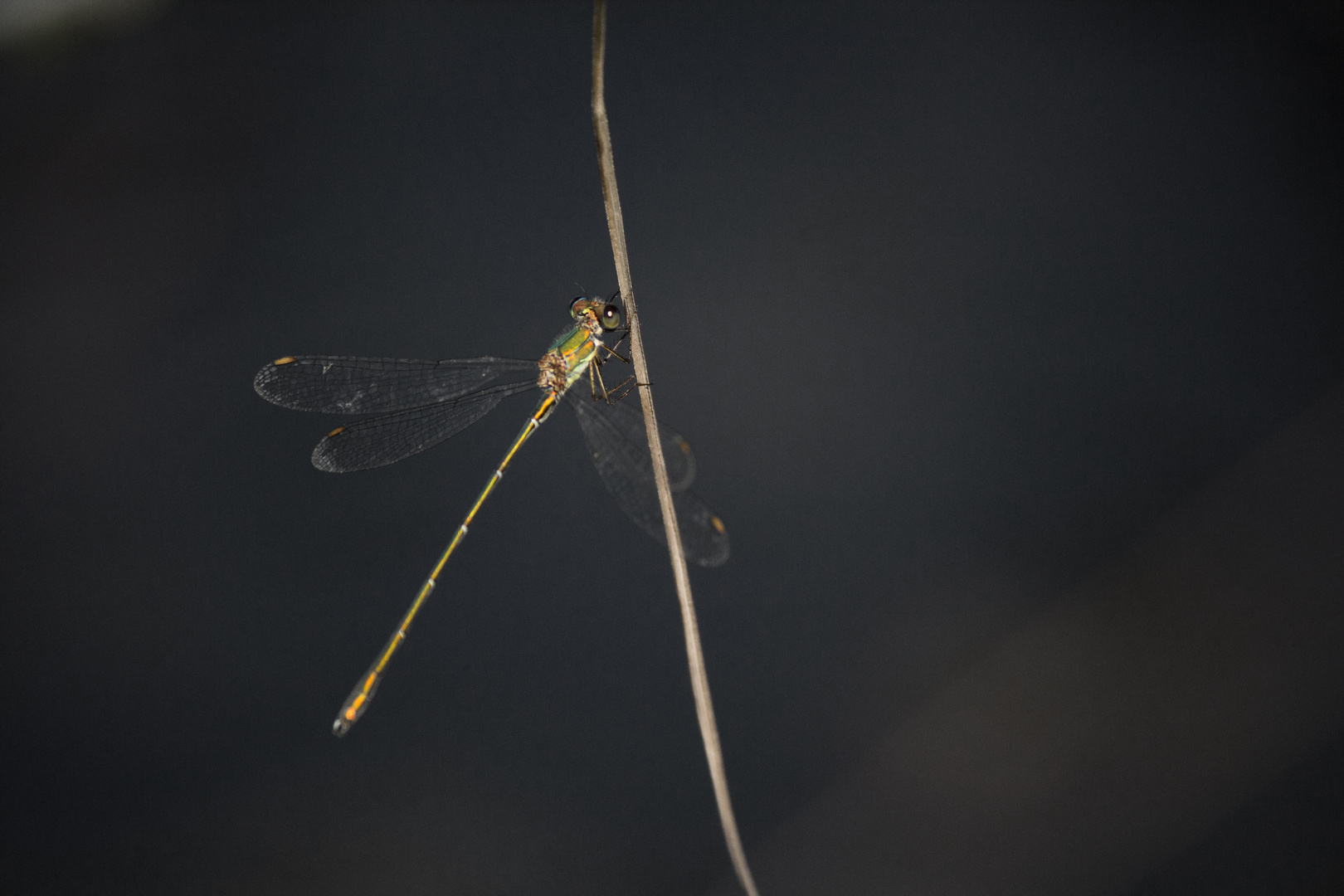 Gemeine Weidenjungfer – Lestes viridis (Color key)