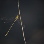 Gemeine Weidenjungfer – Lestes viridis (Color key)