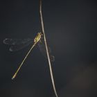 Gemeine Weidenjungfer – Lestes viridis (Color key)