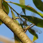 Gemeine Weidenjungfer (Lestes viridis), Eiablage im Tandem