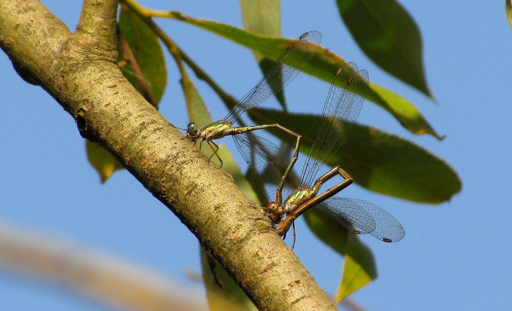 Gemeine Weidenjungfer (Lestes viridis), Eiablage im Tandem