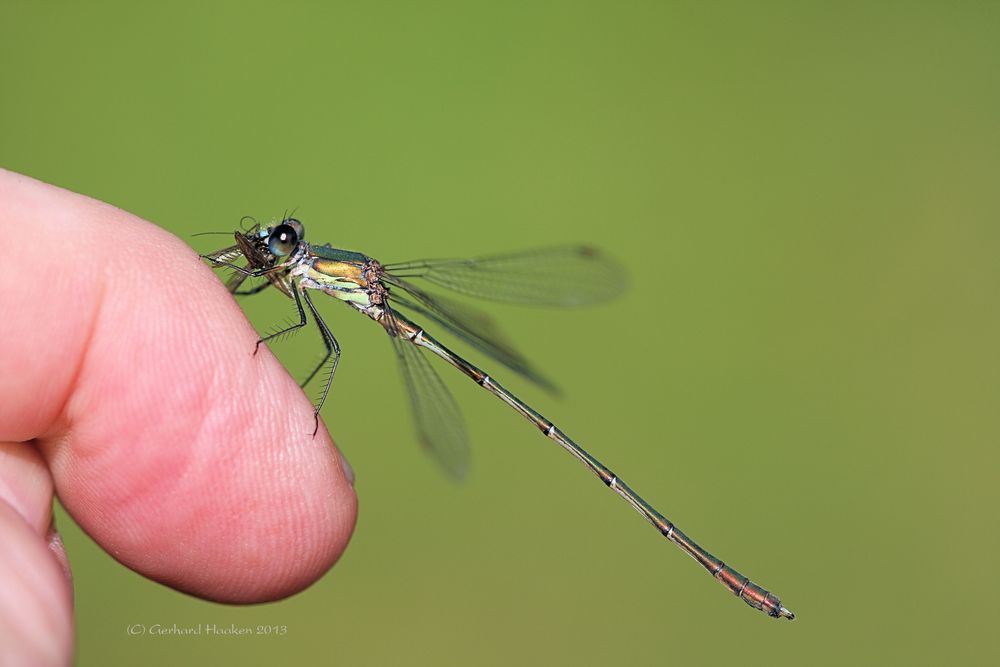 Gemeine Weidenjungfer – Lestes viridis ( M )