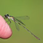 Gemeine Weidenjungfer – Lestes viridis ( M )