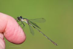 Gemeine Weidenjungfer – Lestes viridis ( M )