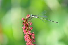 Gemeine Weidenjungfer (Lestes viridis) Männchen