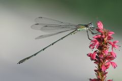 Gemeine Weidenjungfer (Lestes viridis) Männchen Reloaded