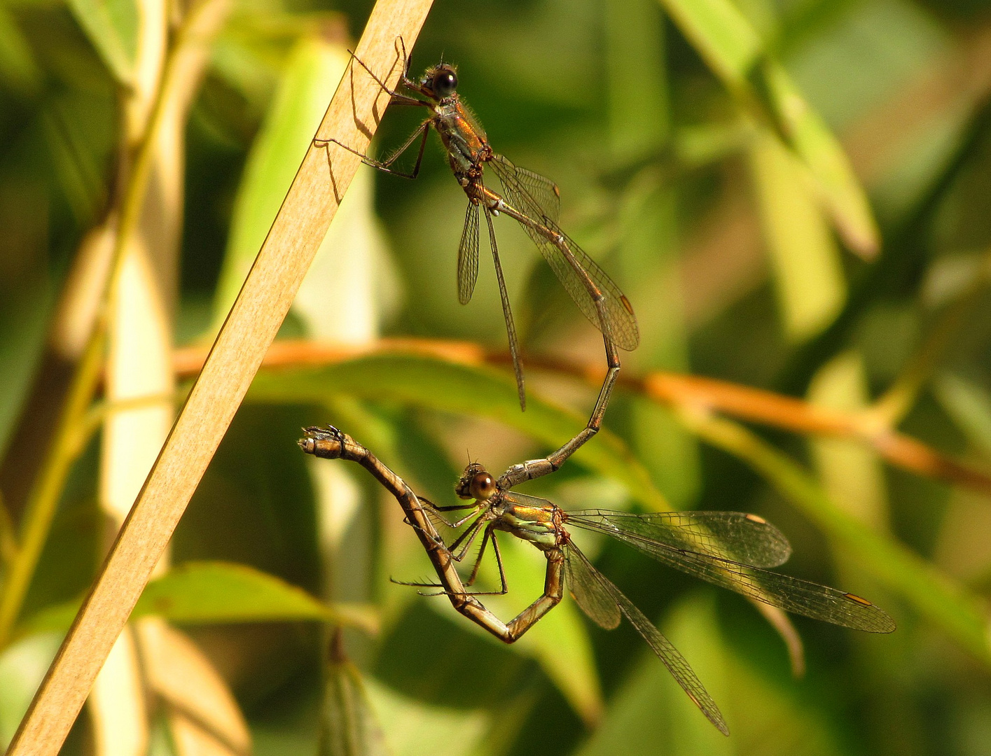 Gemeine Weidenjungfer (Lestes viridis), ...nach der Paarung