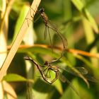 Gemeine Weidenjungfer (Lestes viridis), ...nach der Paarung