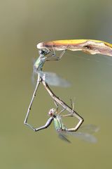 Gemeine Weidenjungfer (Lestes viridis) Paarungsrad