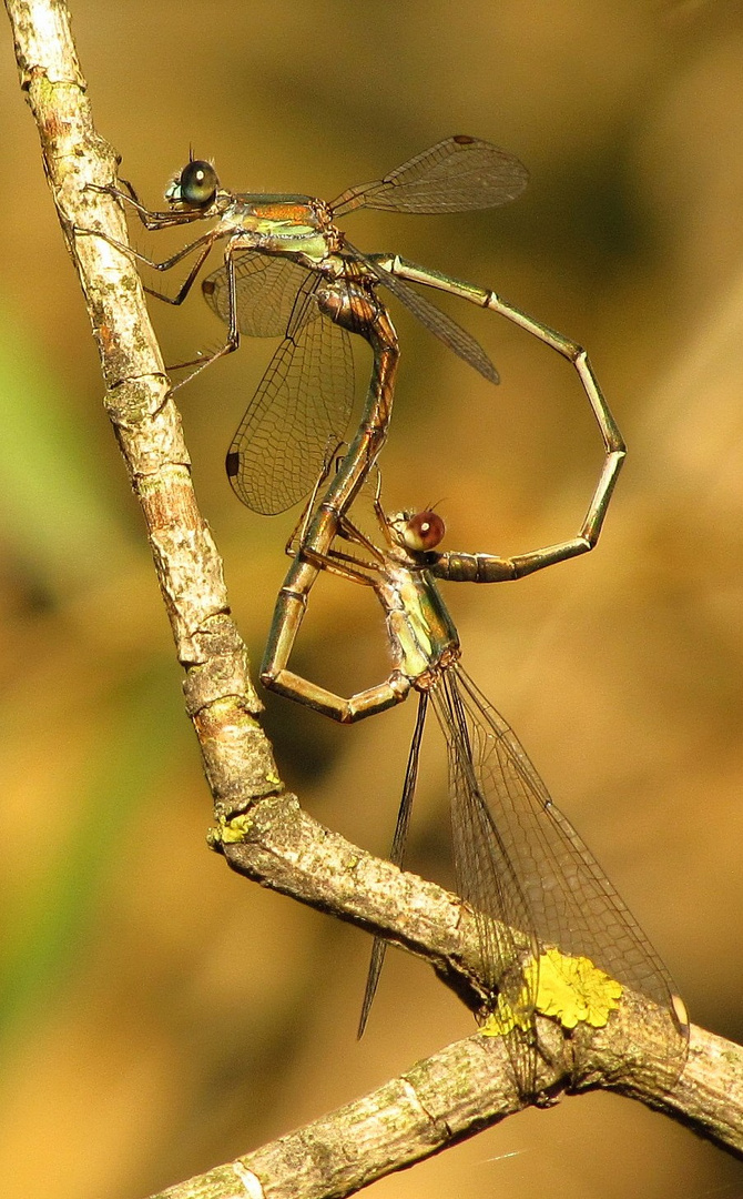 Gemeine Weidenjungfer (Lestes viridis), Paarungsrad