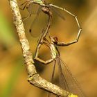 Gemeine Weidenjungfer (Lestes viridis), Paarungsrad