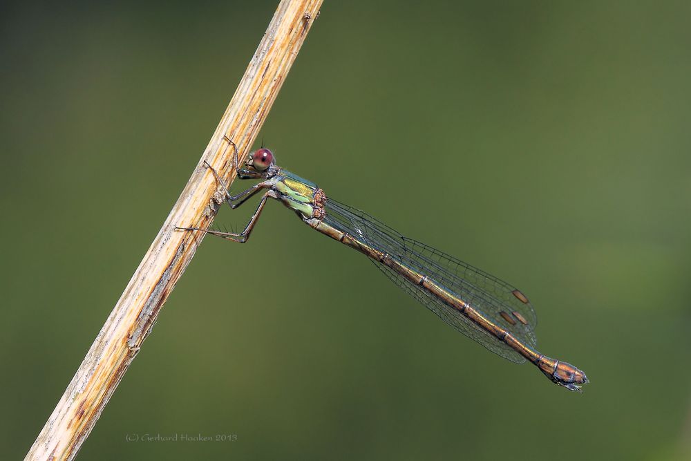 Gemeine Weidenjungfer – Lestes viridis ( W )