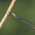 Gemeine Weidenjungfer – Lestes viridis ( W )