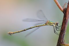 Gemeine Weidenjungfer (Lestes viridis) Weibchen