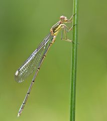 Gemeine Weidenjungfer, Männchen