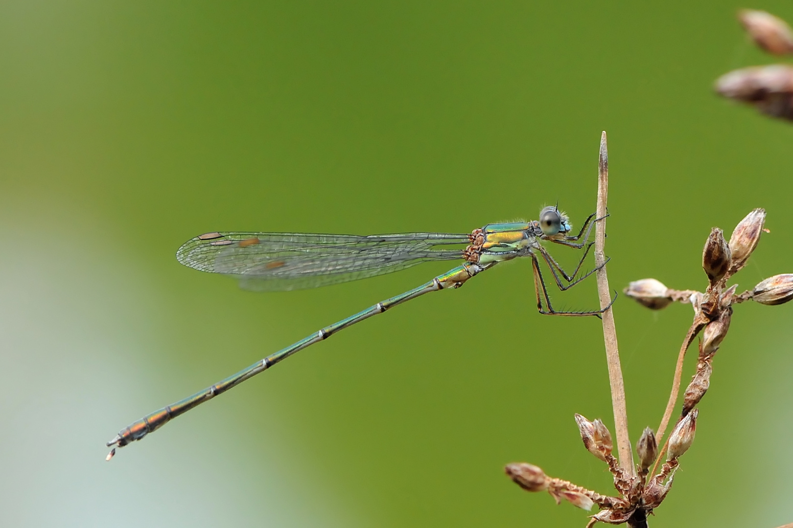 Gemeine Weidenjungfer Männchen  (Lestes viridis)