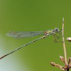 Gemeine Weidenjungfer Männchen  (Lestes viridis)