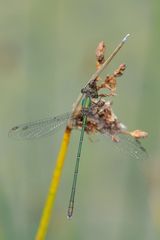 Gemeine Weidenjungfer Männchen (Lestes viridis) Draufsicht