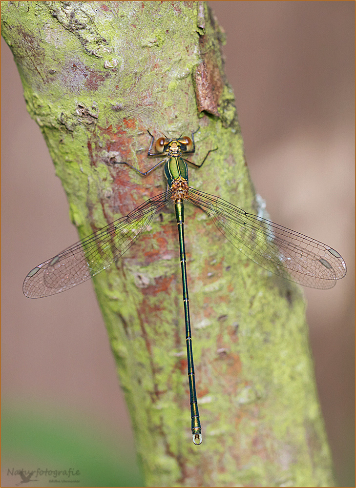 gemeine weidenjungfer männlich ( chalcolestes viridis ) 03/12