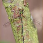 gemeine weidenjungfer männlich ( chalcolestes viridis ) 03/12