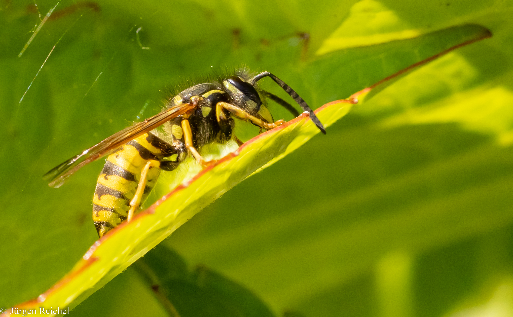 Gemeine Wespe Foto & Bild natur, insekten, tiere Bilder auf