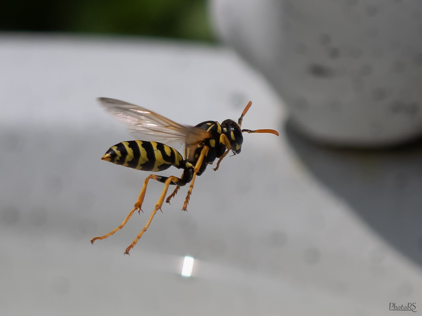 Gemeine Wespe im Landeanflug