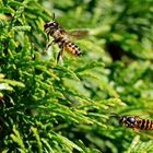 Gemeine Wespe jagd Blattschneiderbiene