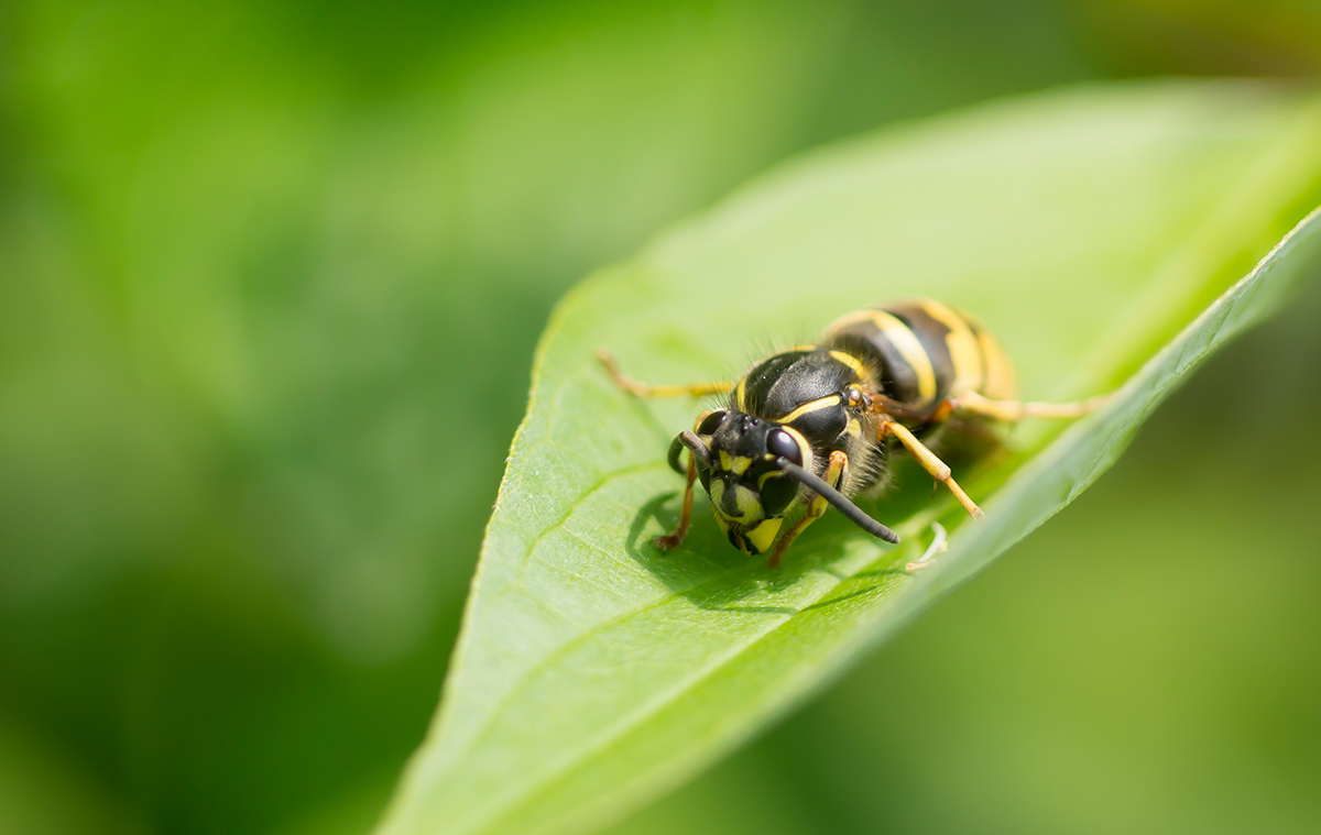 Gemeine Wespe (n) rutsche