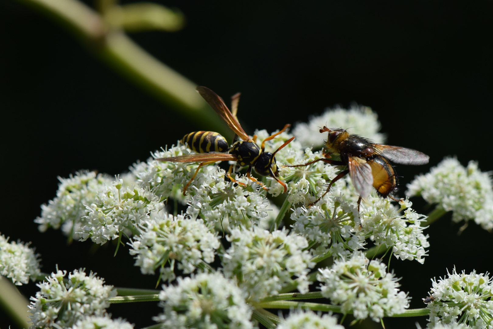 gemeine Wespe & Raupenfliege