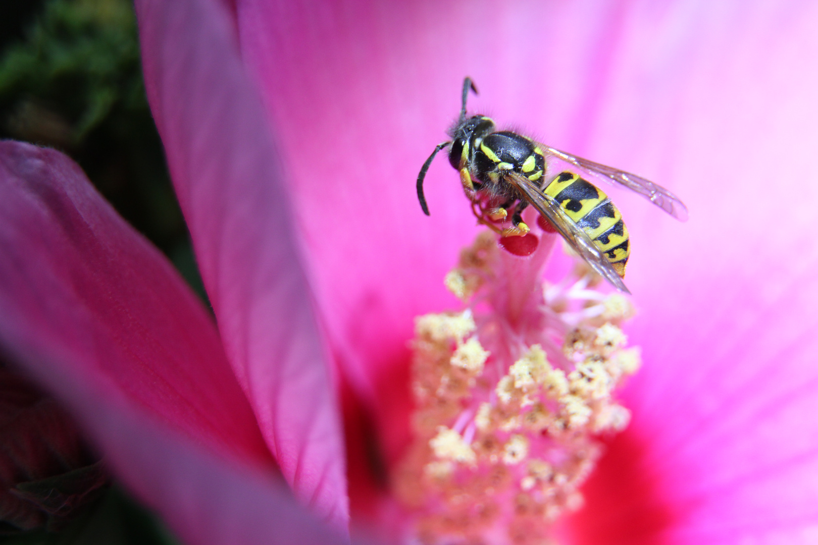 Gemeine Wespe (Vespula Vulgaris) 