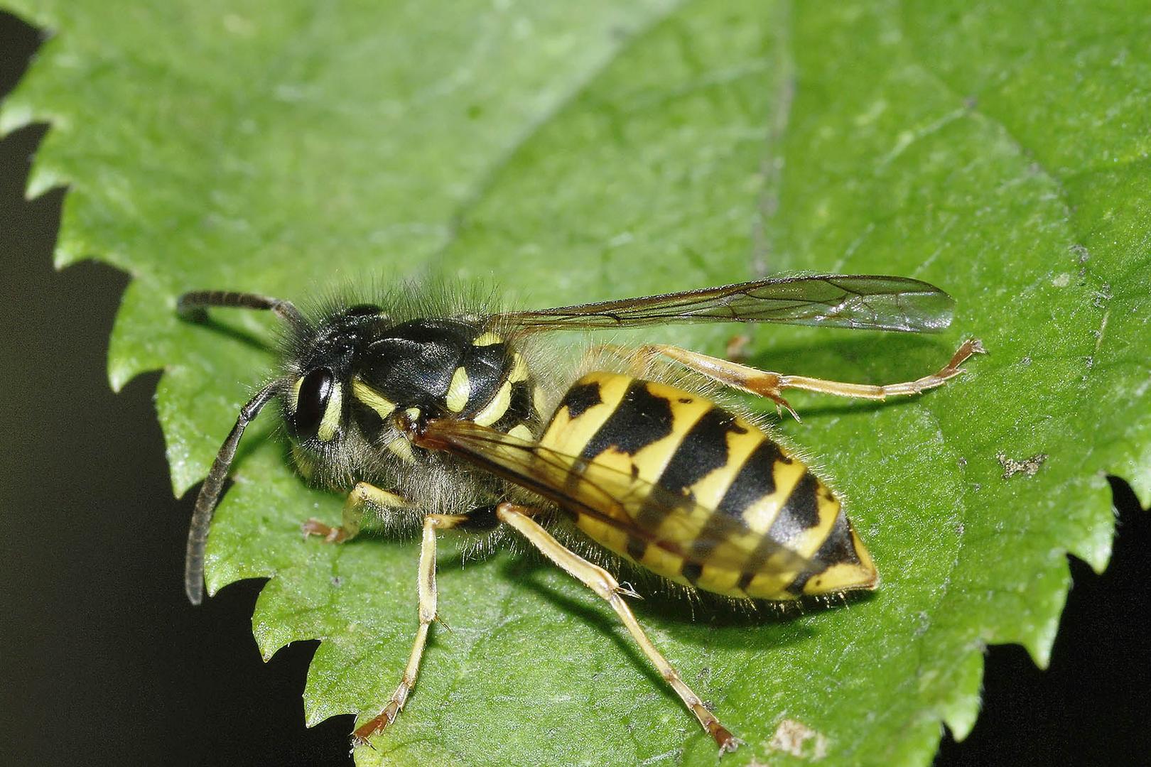 Gemeine Wespe (Vespula vulgaris)