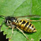 Gemeine Wespe (Vespula vulgaris)