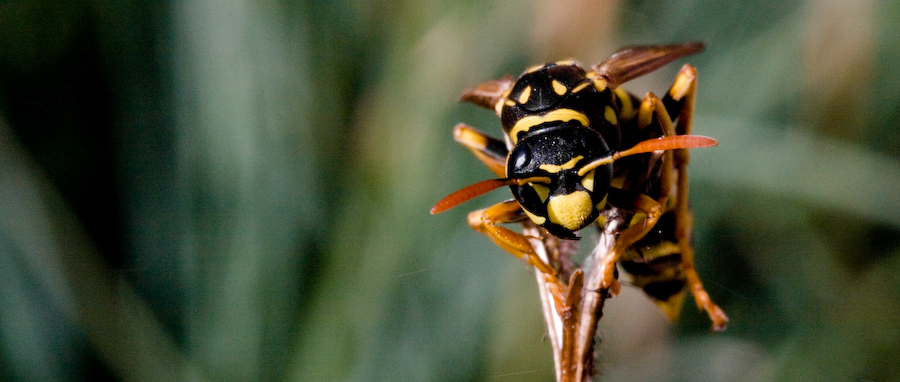 "Gemeine Wespe (Vespula vulgaris)"