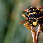 "Gemeine Wespe (Vespula vulgaris)"