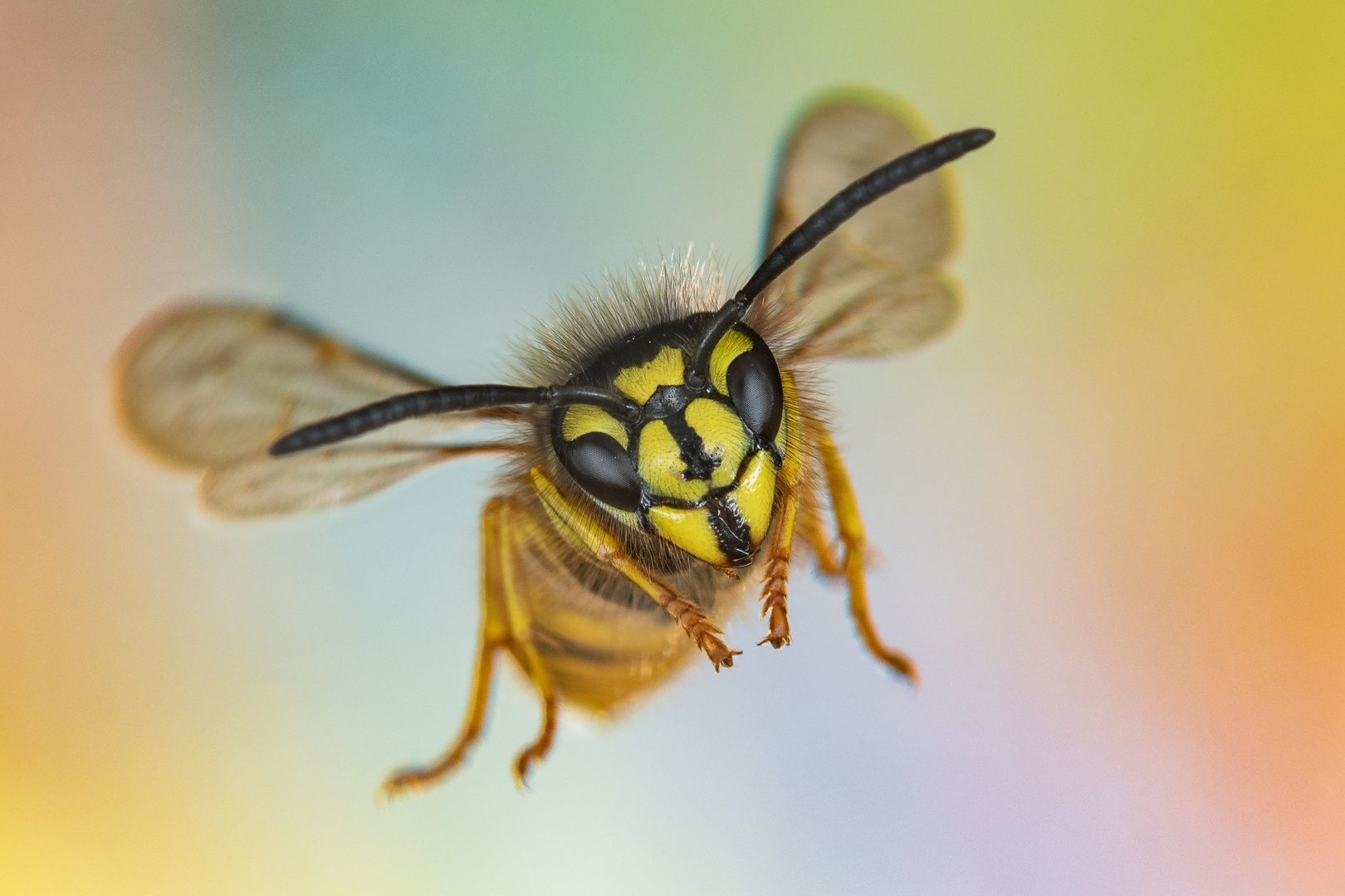 Gemeine Wespe (Vespula vulgaris)  