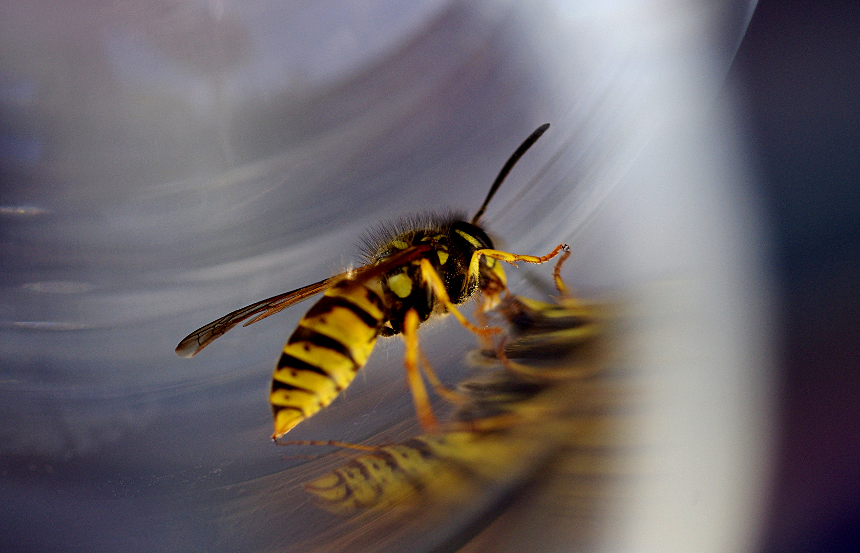 Gemeine Wespe (Vespula vulgaris)