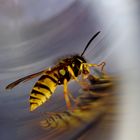 Gemeine Wespe (Vespula vulgaris)