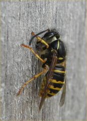 Gemeine Wespe (Vespula vulgaris))