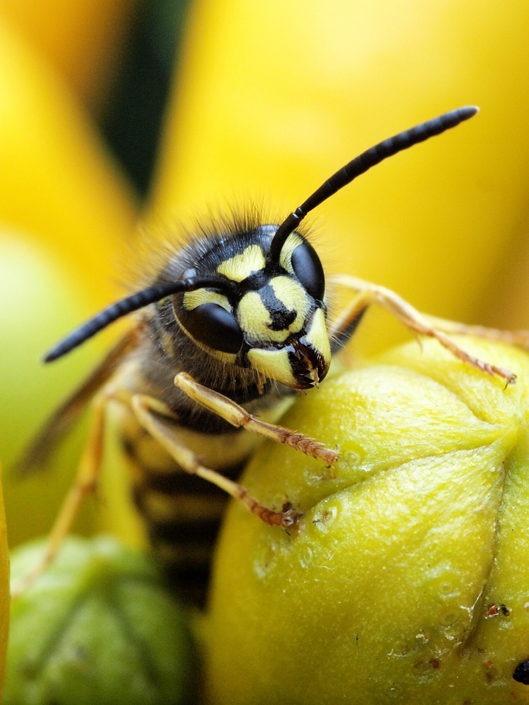 Gemeine Wespe (Vespula vulgaris)