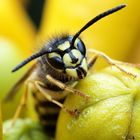 Gemeine Wespe (Vespula vulgaris)