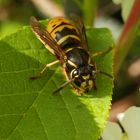 Gemeine Wespe (Vespula vulgaris)