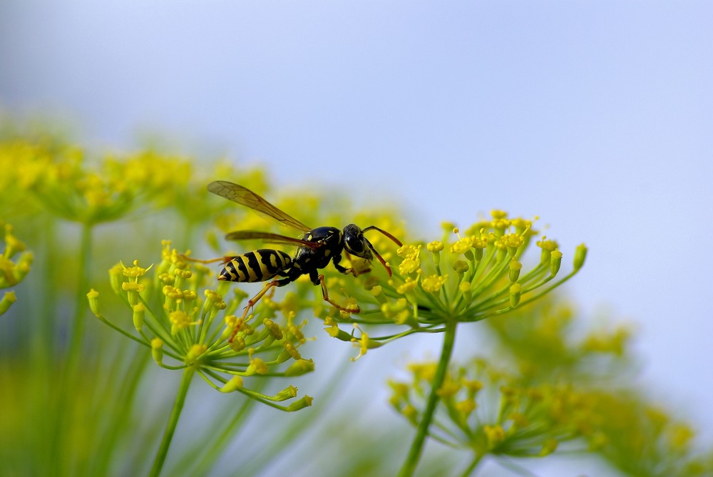 Gemeine Wespe (Vespula vulgaris)