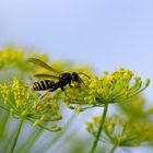 Gemeine Wespe (Vespula vulgaris)