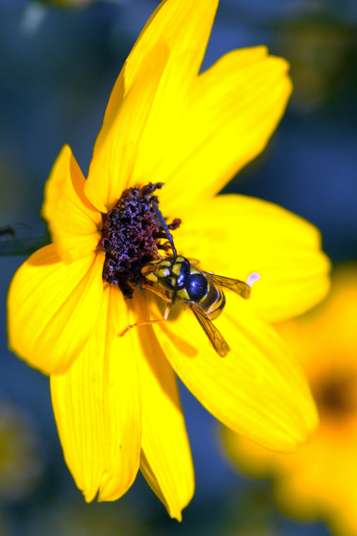 Gemeine Wespe (Vespula vulgaris) auf gelber Blüte