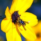 Gemeine Wespe (Vespula vulgaris) auf gelber Blüte