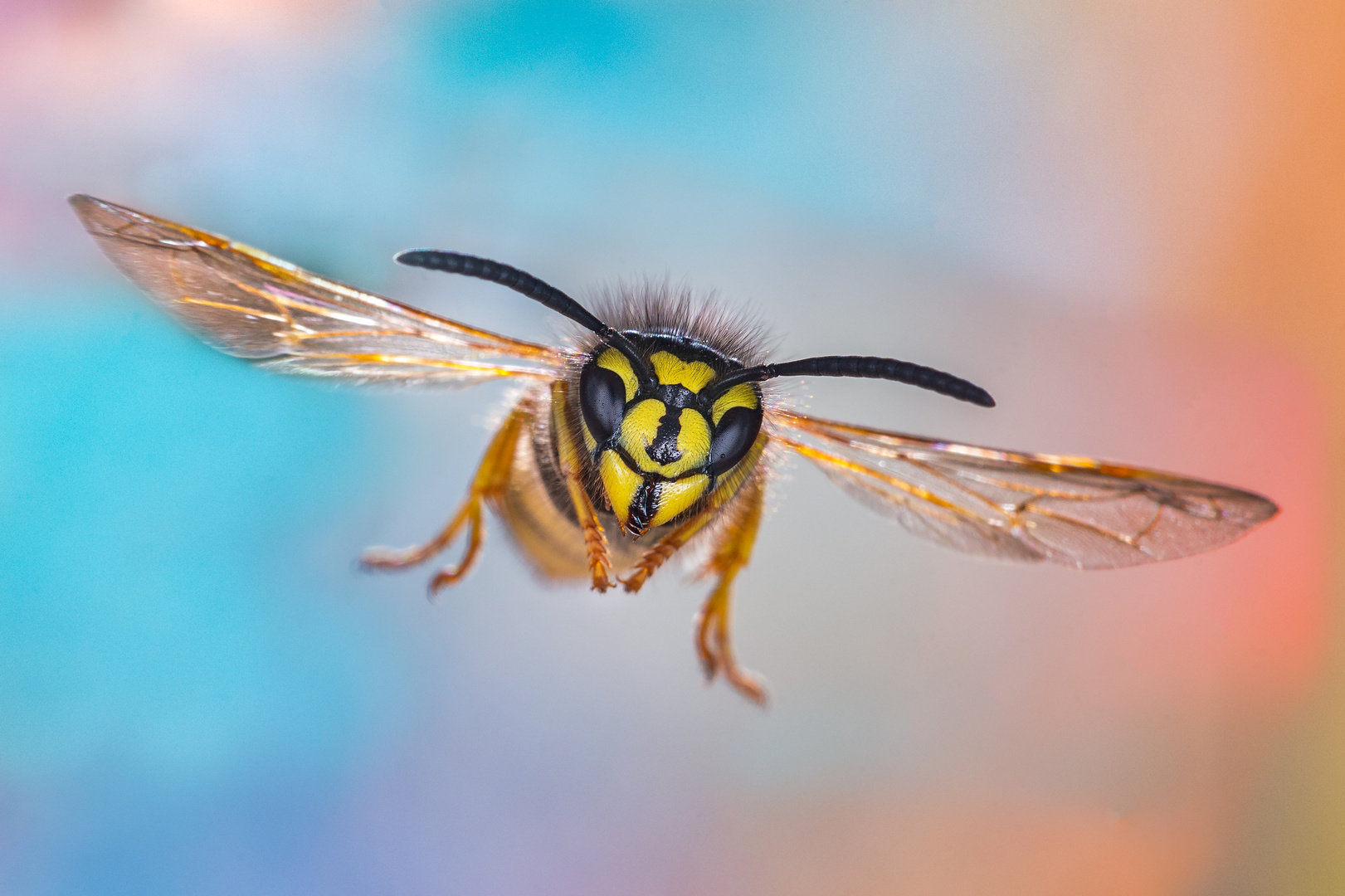 Gemeine Wespe (Vespula vulgaris)