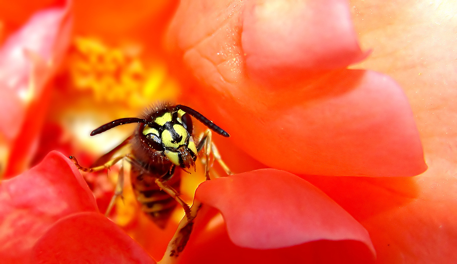 Gemeine Wespe (Vespula vulgaris)