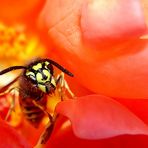 Gemeine Wespe (Vespula vulgaris)