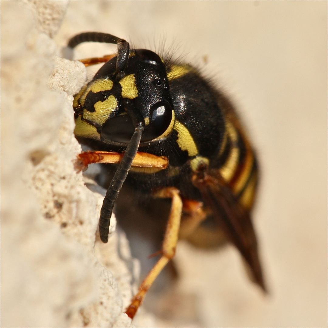 Gemeine Wespe (Vespula vulgaris) Beim Aufwachen, ihre Majestät die Königin . . .